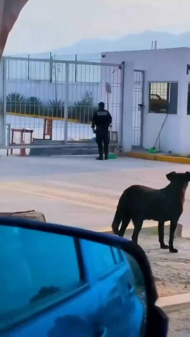 🚨 ¡SE LES ESCAPÓ EL TORO! 🐂💨